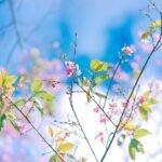 Atelier arbre de vie en ligne
