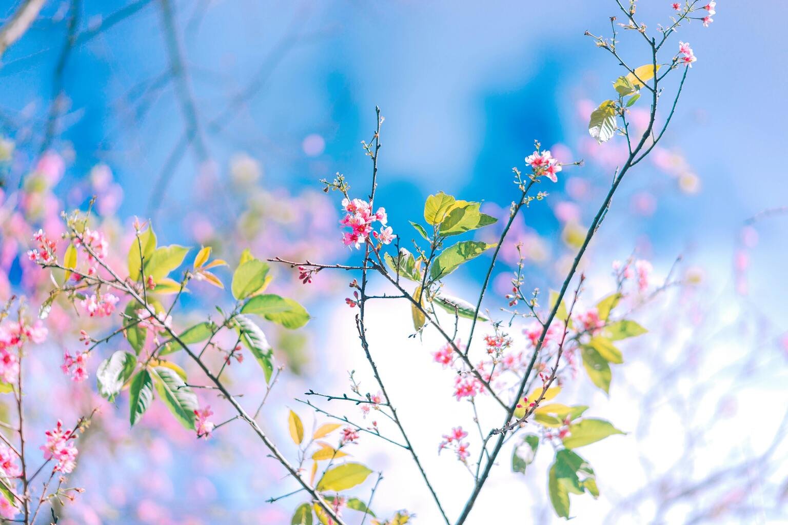 Atelier arbre de vie en ligne